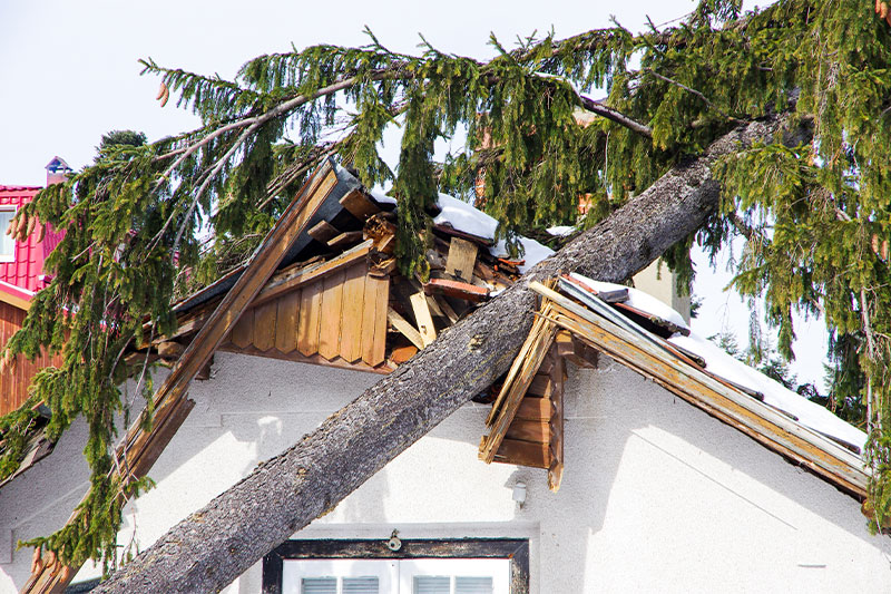 House damaged by a tree falling through the roof after a storm, and ready for demolition.