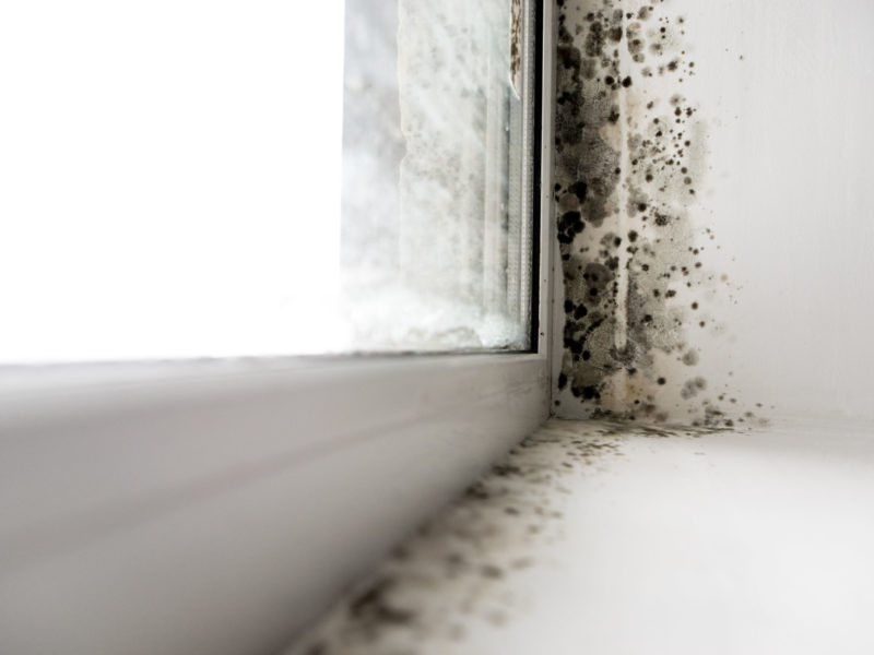 Mould growth on a window sill in the home.
