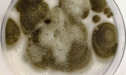 Cladosporium Mould - Viewed from above in a petri dish. Cladosporium Mould - Viewed from above in a petri dish.