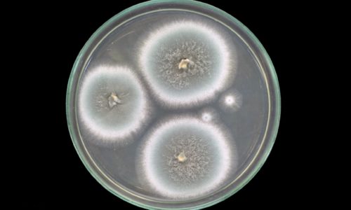 Aspergillius Penicillium Mould - Viewed from above in a petri dish.